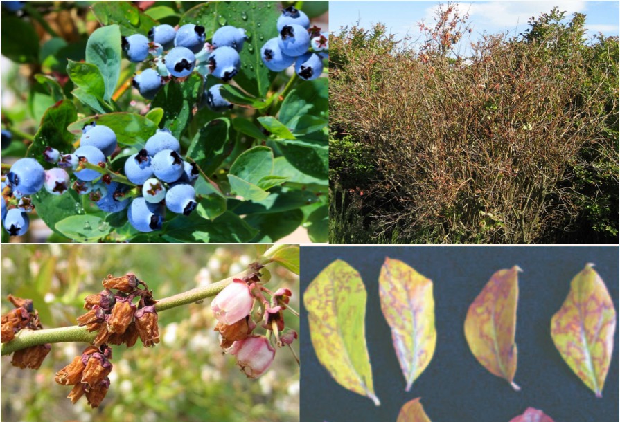 Blueberry Scorch Virus in British Columbia