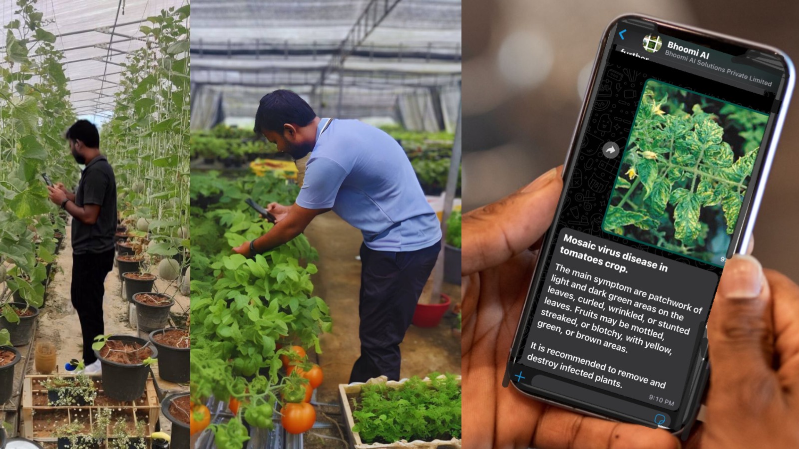 Farmers using Bhoomi AI to analyze crops