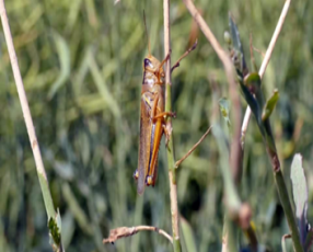 Aphids