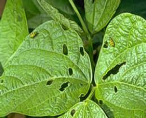 Powdery Mildew