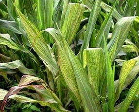 Root Rot