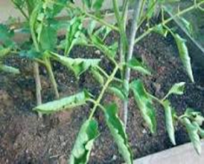 Whiteflies
