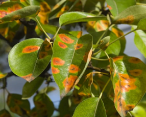 Rust Disease