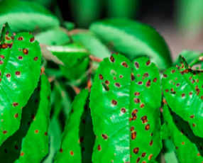 Brown Spot