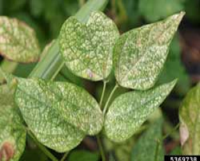 Green/spider Mites